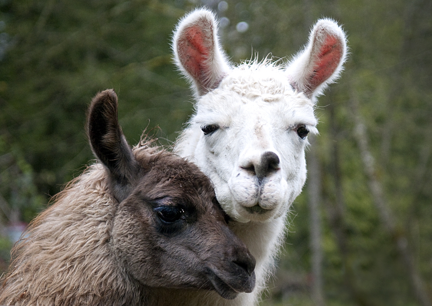 picture of a Llama