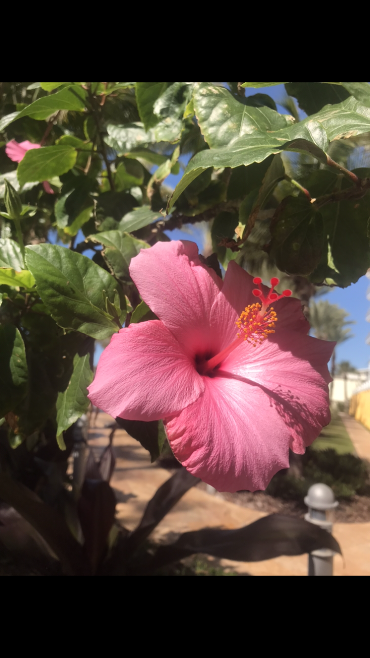 Flower