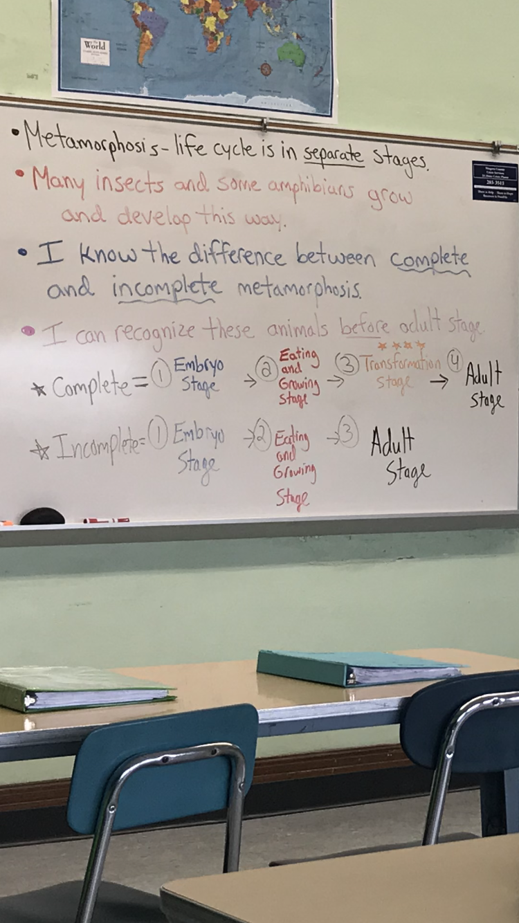 Metamorphosis overview 