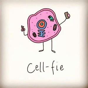 Cells 