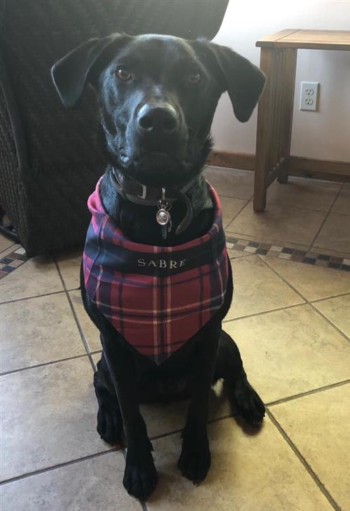 Picture of Sabre 