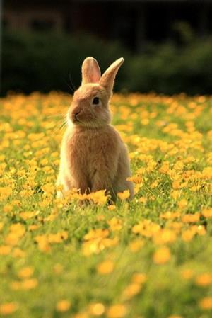 Bunny in a field of flowers 