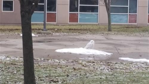 A Snowy Owl right at NFHS! 