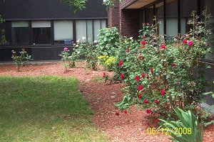 garden5
